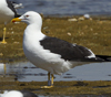1cy fuscus in August, ringed in Finland. (81365 bytes)